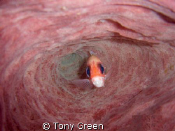 A Squirrel fish swam in to the coral i finned just slowly... by Tony Green 